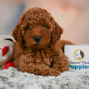 Miniature Poodle Puppy for Sale