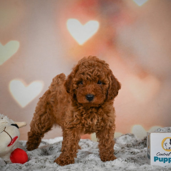 Miniature Poodle Puppy for Sale
