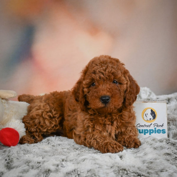 Miniature Poodle Puppy for Sale