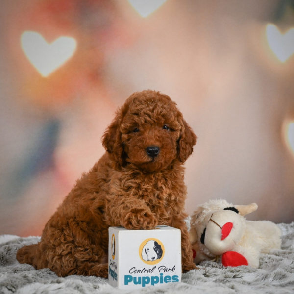 Miniature Poodle Puppy for Sale