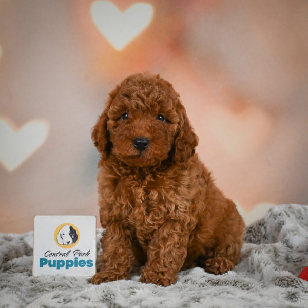 Miniature Poodle Puppy for Sale