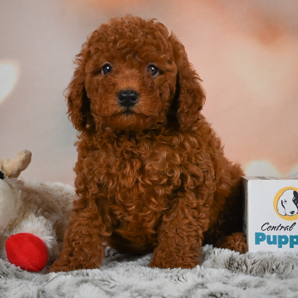 Miniature Poodle Puppy for Sale in NYC