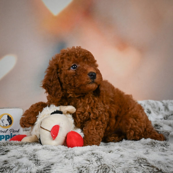 Miniature Poodle Puppy for Sale