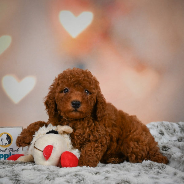 Miniature Poodle Puppy for Sale