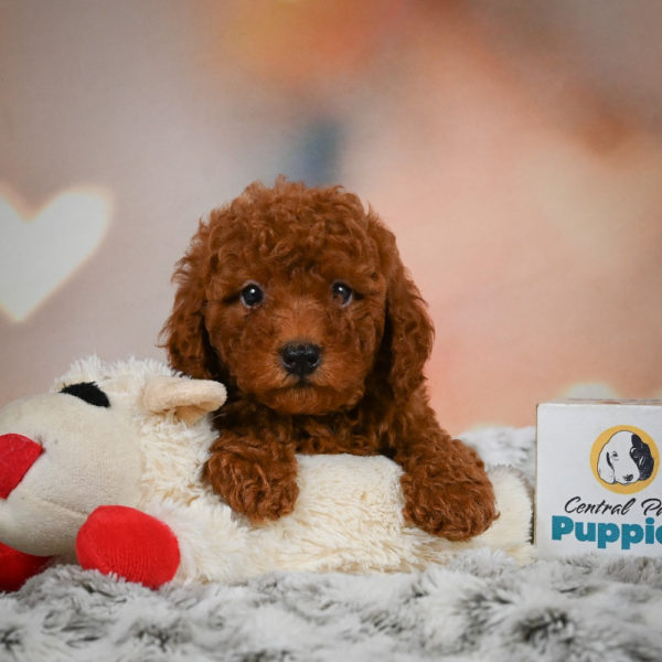 Miniature Poodle Puppy for Sale