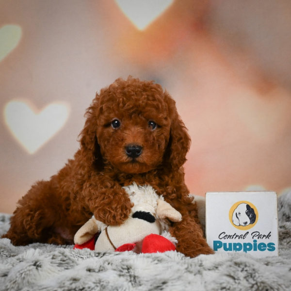 Miniature Poodle Puppy for Sale
