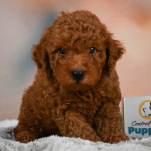 Miniature Poodle Puppy for Sale