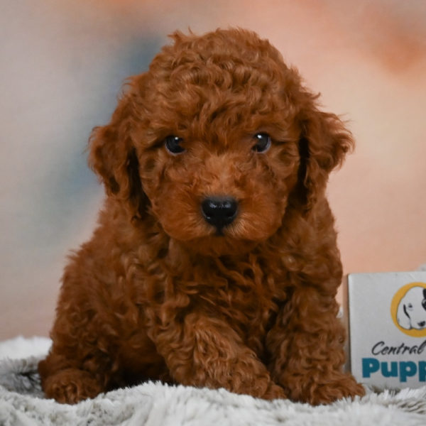 Miniature Poodle Puppy for Sale