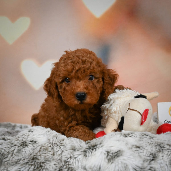 Miniature Poodle Puppy for Sale