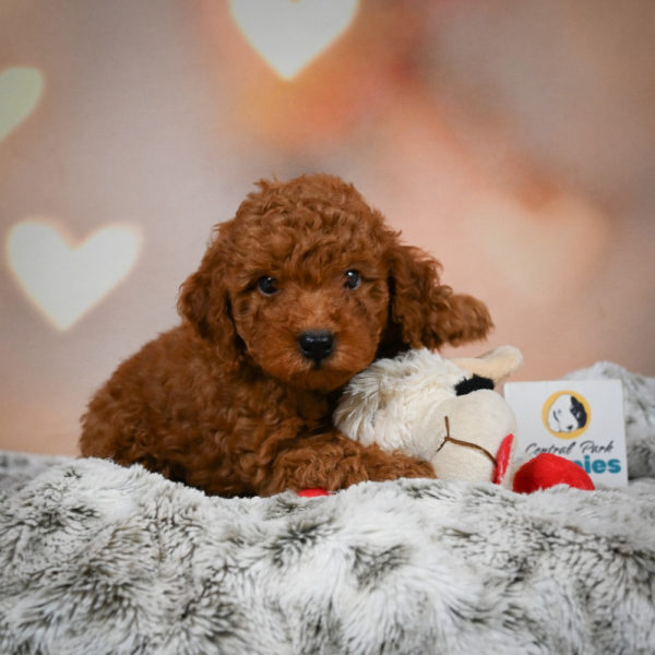 Miniature Poodle Puppy for Sale