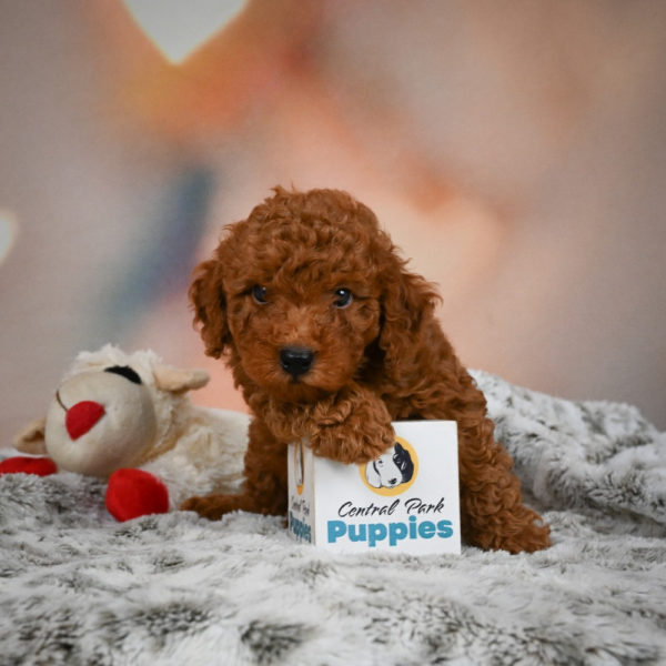Miniature Poodle Puppy for Sale