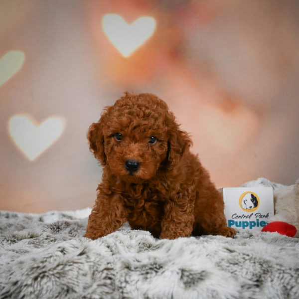 Miniature Poodle Puppy for Sale