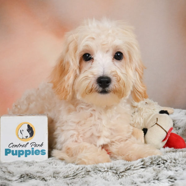 F1 Maltipoo Puppy for Sale