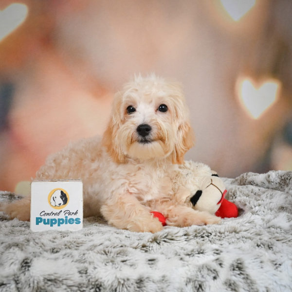 F1 Maltipoo Puppy for Sale