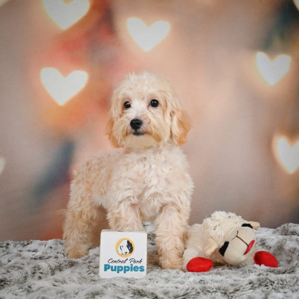 F1 Maltipoo Puppy for Sale