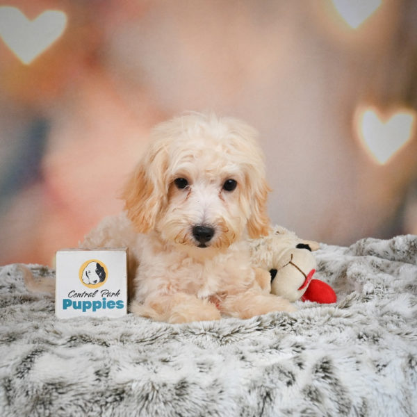 F1 Maltipoo Puppy for Sale