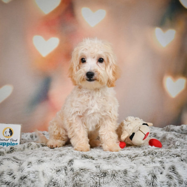 F1 Maltipoo Puppy for Sale