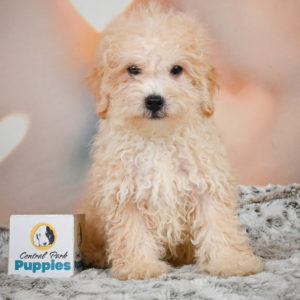 F1 Maltipoo Puppy for Sale
