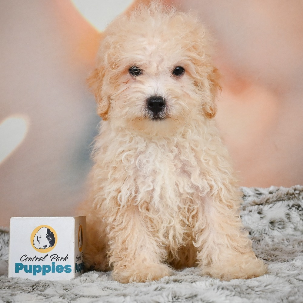 F1 Maltipoo Puppy for Sale in NYC