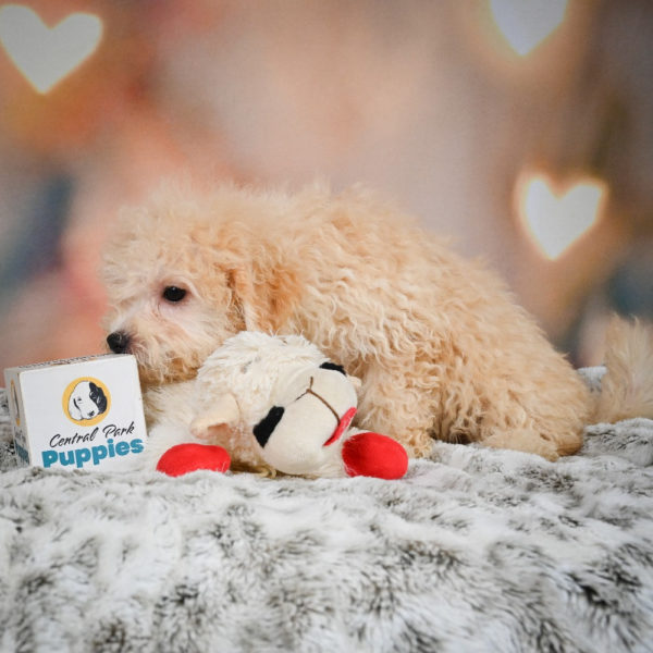 F1 Maltipoo Puppy for Sale