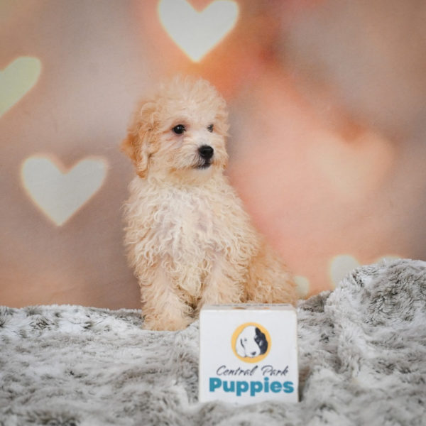 F1 Maltipoo Puppy for Sale