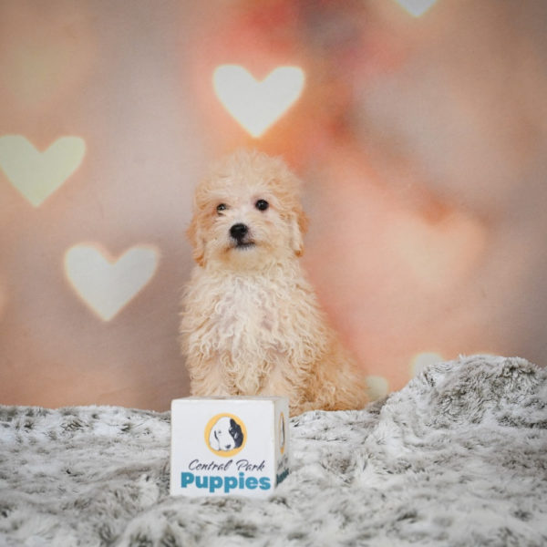 F1 Maltipoo Puppy for Sale