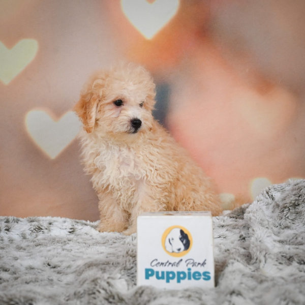 F1 Maltipoo Puppy for Sale