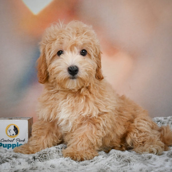 F1 Maltipoo Puppy for Sale