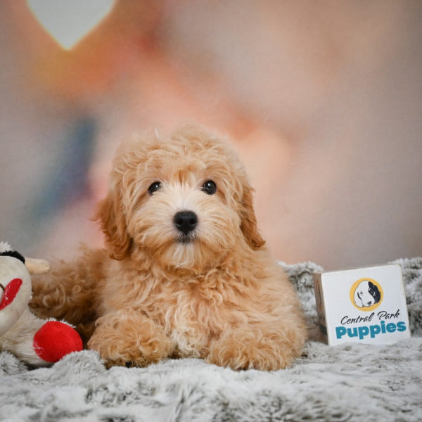 F1 Maltipoo Puppy for Sale
