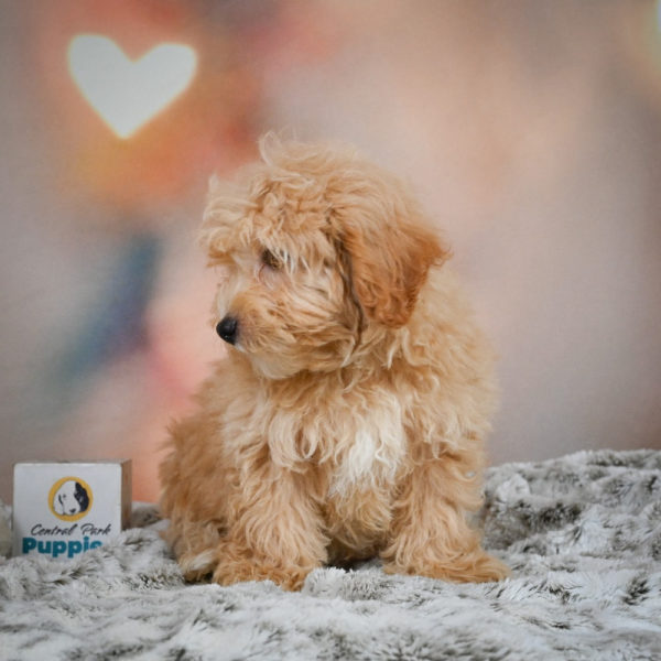 F1 Maltipoo Puppy for Sale