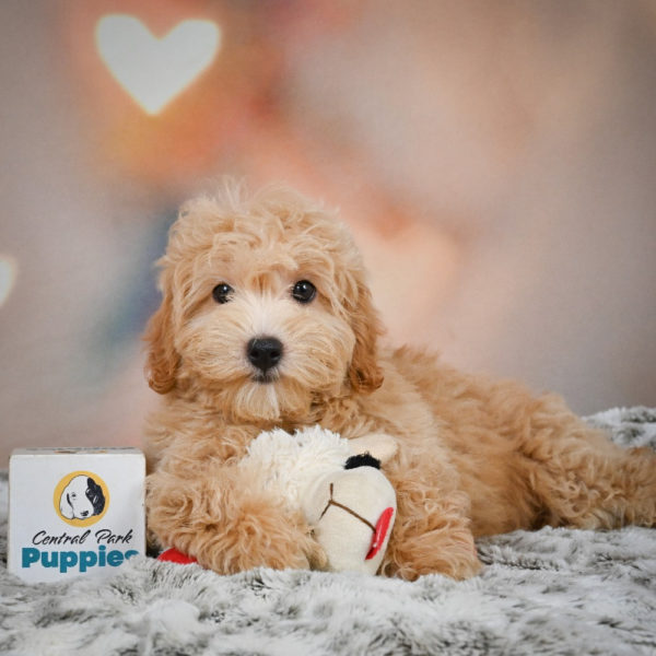 F1 Maltipoo Puppy for Sale