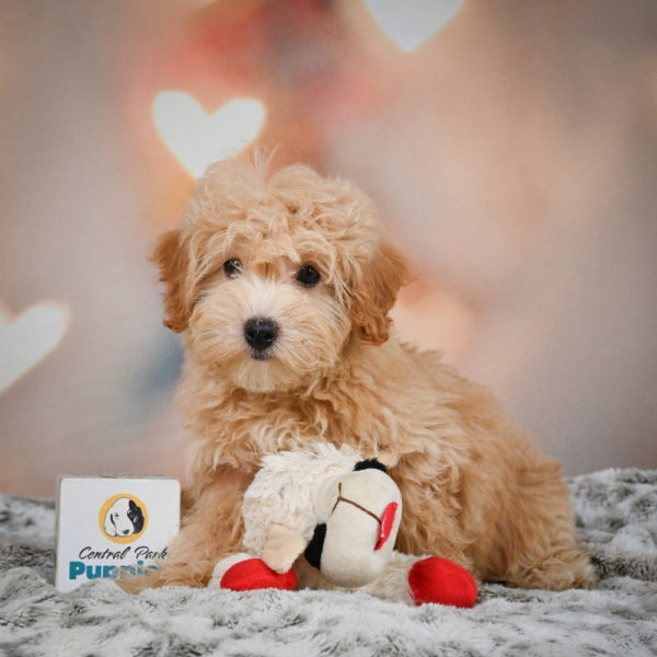 F1 Maltipoo Puppy for Sale