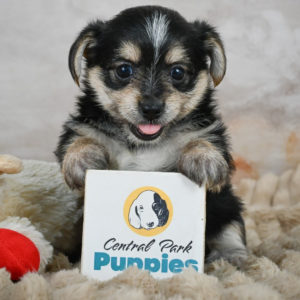 F1 Morkie Puppy for Sale