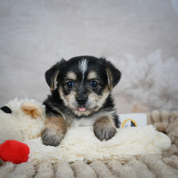 F1 Morkie Puppy for Sale