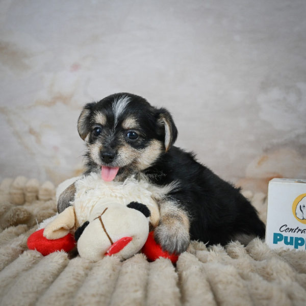 F1 Morkie Puppy for Sale