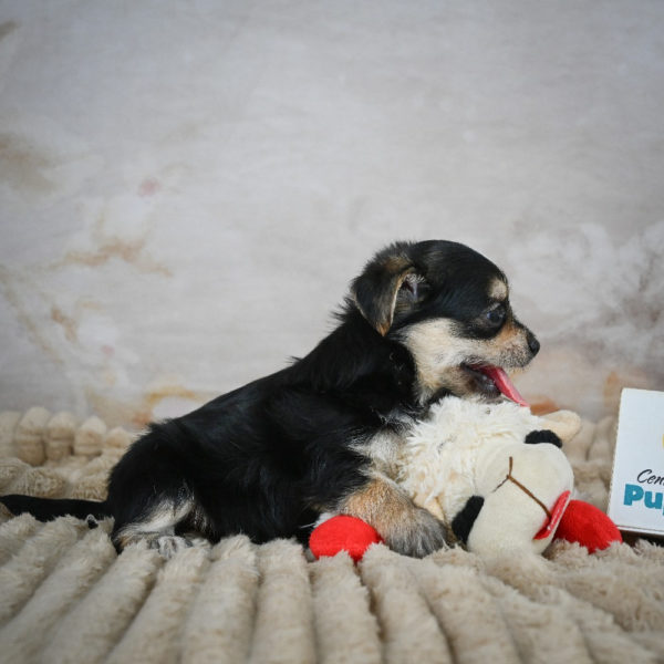 F1 Morkie Puppy for Sale