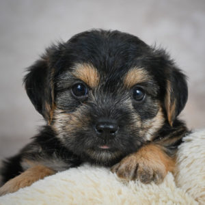 F1 Morkie Puppy for Sale