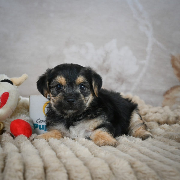 F1 Morkie Puppy for Sale