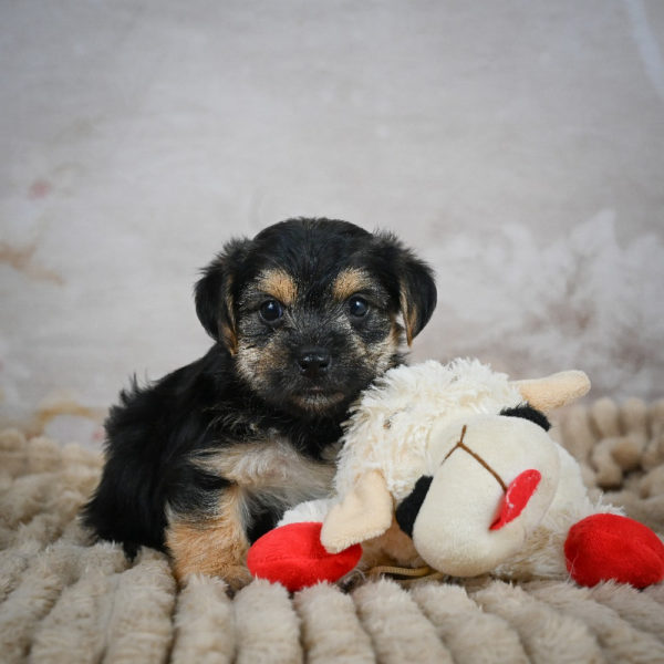 F1 Morkie Puppy for Sale