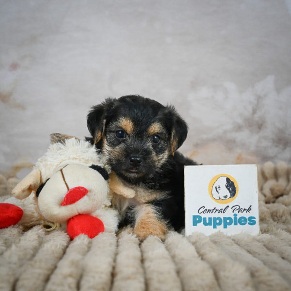 F1 Morkie Puppy for Sale