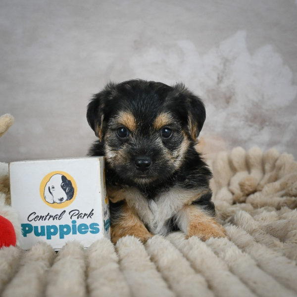 F1 Morkie Puppy for Sale