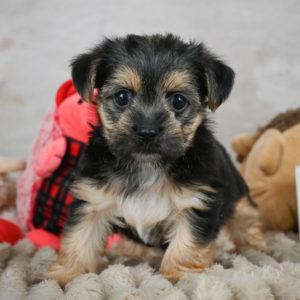 F1 Morkie Puppy for Sale