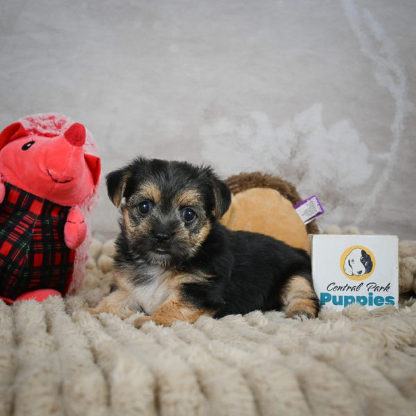 F1 Morkie Puppy for Sale