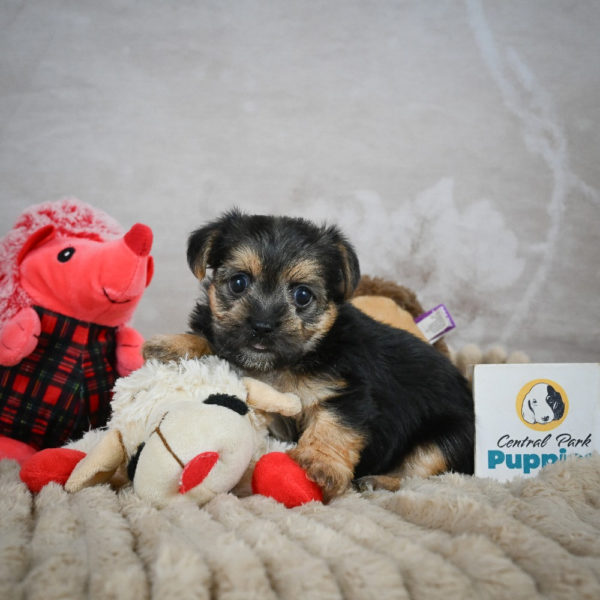 F1 Morkie Puppy for Sale