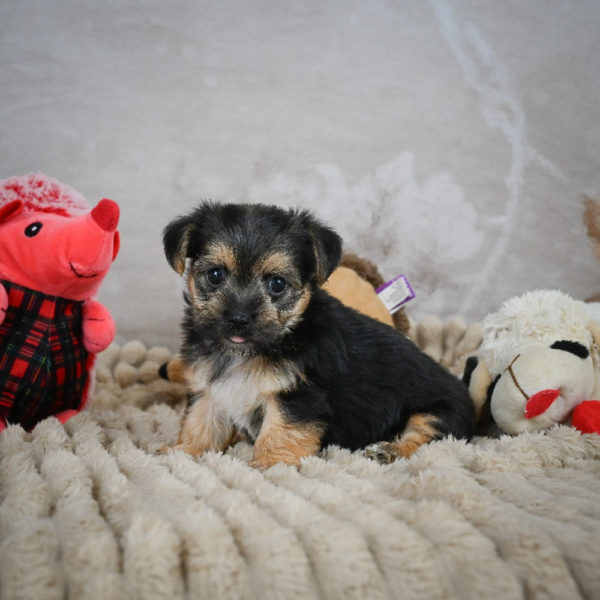 F1 Morkie Puppy for Sale