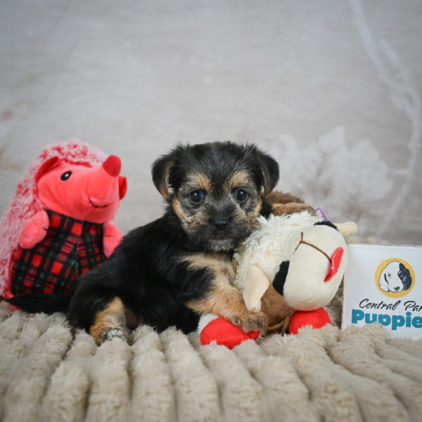 F1 Morkie Puppy for Sale