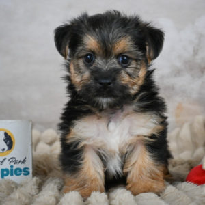 F1 Morkie Puppy for Sale