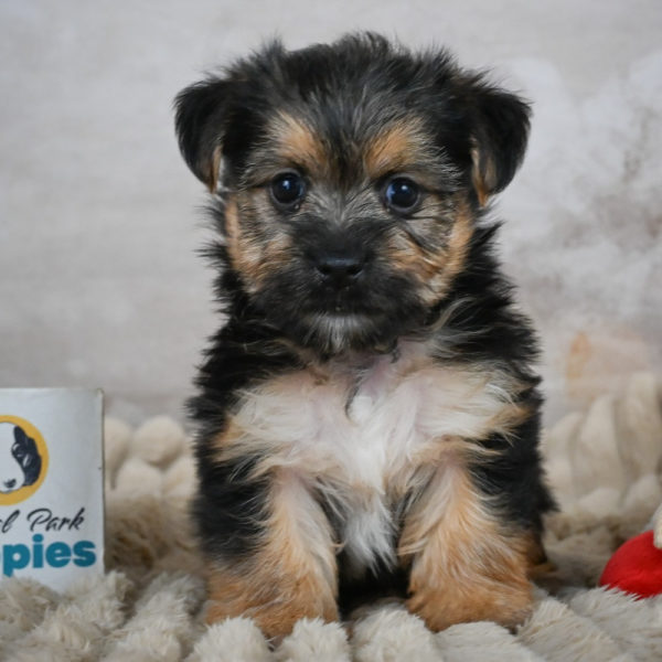 F1 Morkie Puppy for Sale