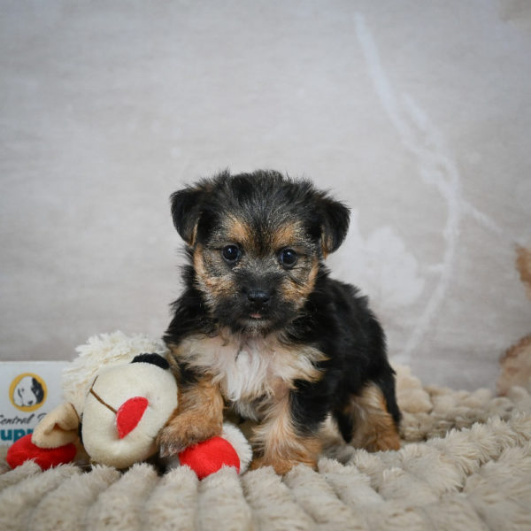 F1 Morkie Puppy for Sale