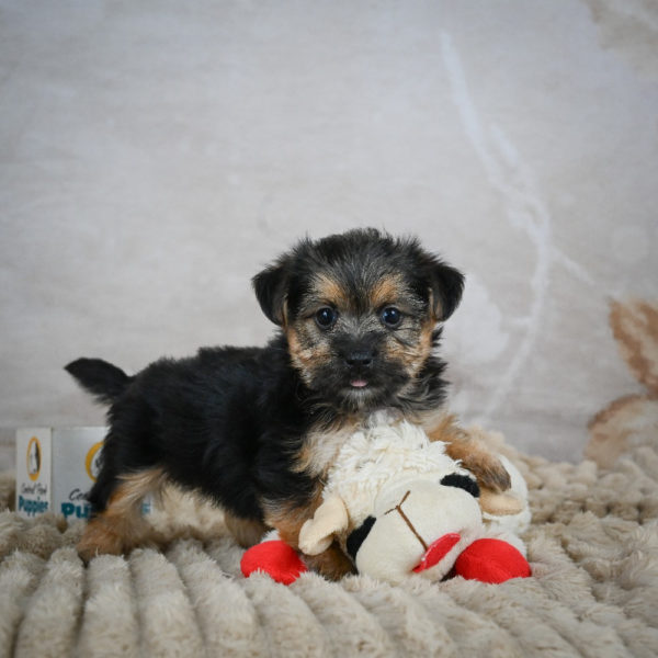 F1 Morkie Puppy for Sale